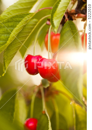 Cherry fruits 5222010