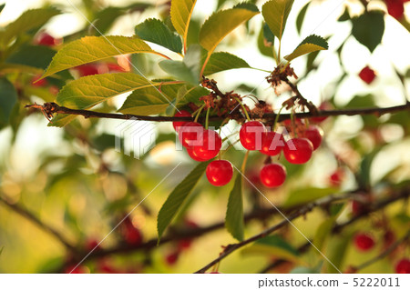 Cherry orchard Cherry orchard 5222011
