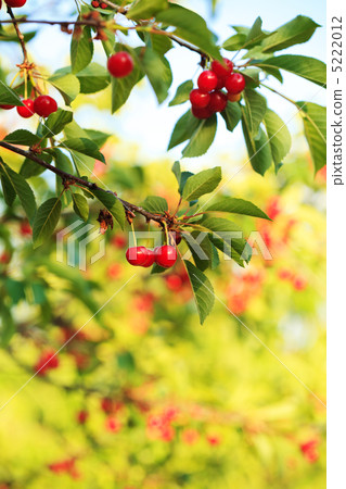 Cherry orchard Cherry orchard 5222012