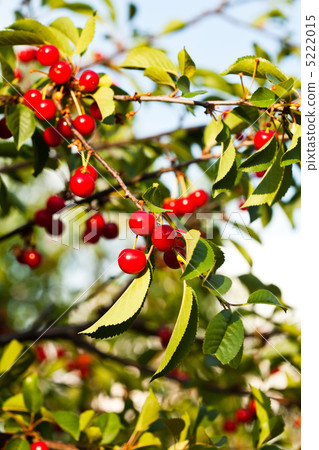 Cherry fruits Cherry fruits 5222015
