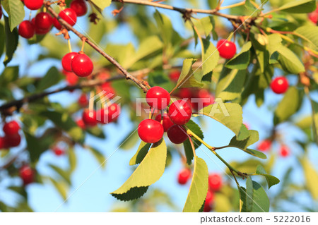 Cherry orchard Cherry orchard 5222016