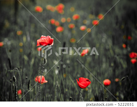 serene, green, verdure 5222031