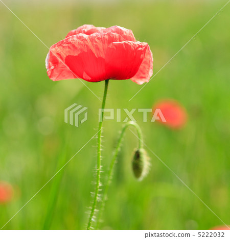 Poppy field Poppy field 5222032