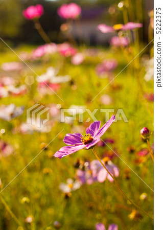Cosmos flowers 5222375