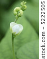 Bean flowers 5222505