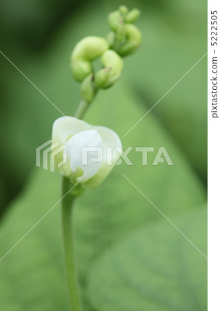 豆花 5222505