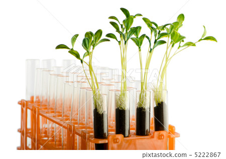 Lab experiment with green leaves 5222867