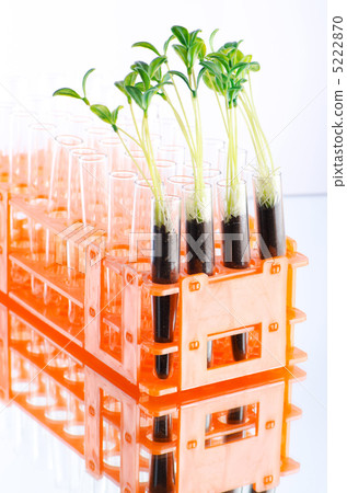 Lab experiment with green seedlings 5222870