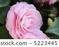 Camellia 5223445