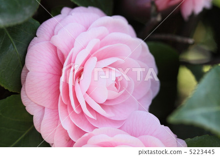 茶花 茶花 5223445