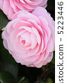 Camellia 5223446
