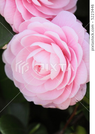 茶花 茶花 5223446