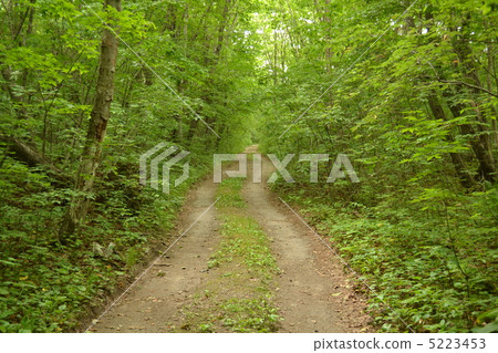 綠色的道路 綠色的道路 5223453