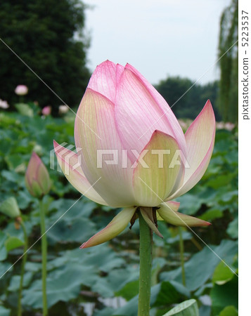 古蓮花_芽 5223537