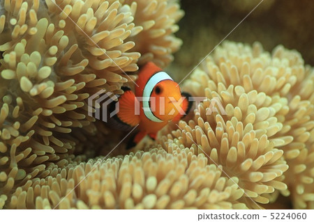 Clown anemonefish Clown anemonefish 5224060