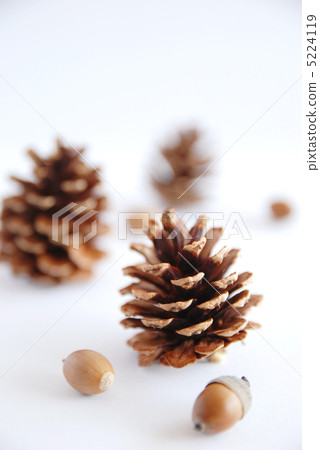 Pine cones and Japanese chestnuts 5224119