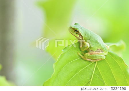 A frog A frog 5224190