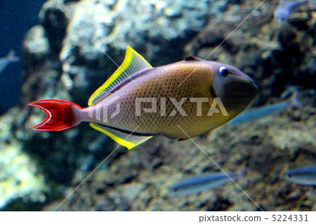 Nameshimarara 5224331