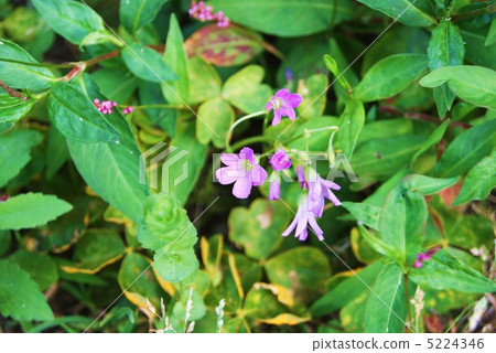 Murasaki豎琴與acamma一起綻放·水平位置 5224346