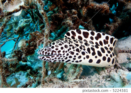 False rainbow trout False rainbow trout 5224381