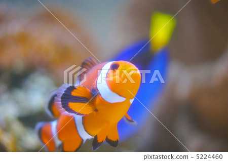 小丑anemonefish 5224460