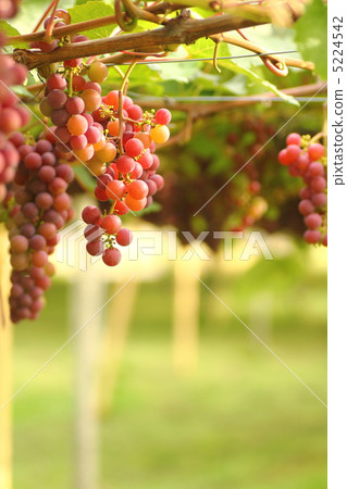 Fruitful grape shelf 2 Fruitful grape shelf 2 5224542
