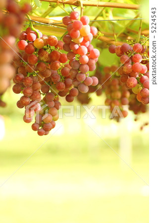 Vineyard 3 Vineyard 3 5224543