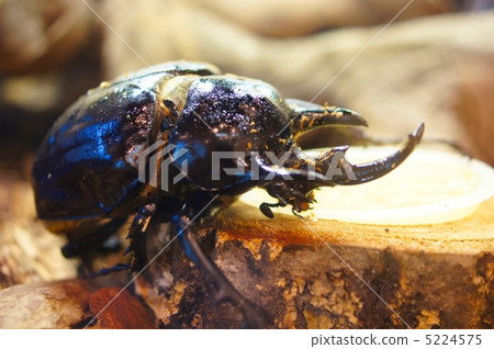 Monster appears. 5224575