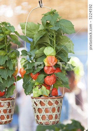 淺草鈴木市 5224592