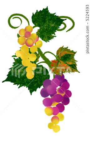 葡萄1 5224593