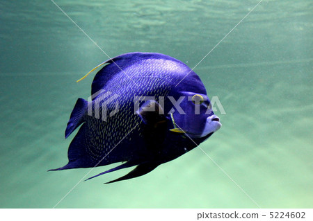 法國天使魚 法國天使魚 5224602