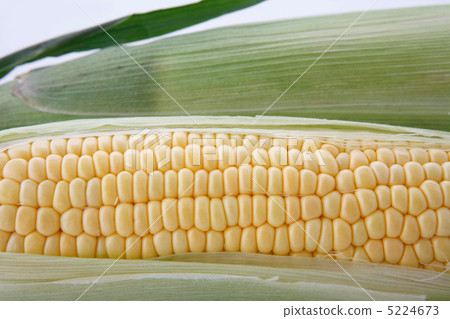 corn  5224673