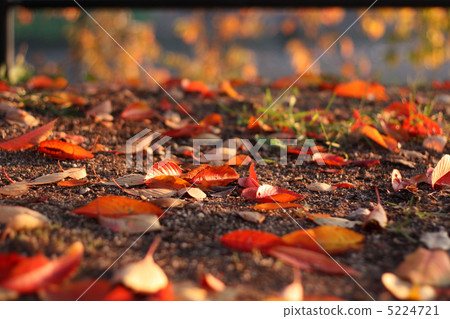 Autumn leaves Autumn leaves 5224721