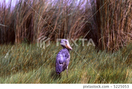A bird that does not move Hashibishirou A bird that does not move Hashibishirou 5225053