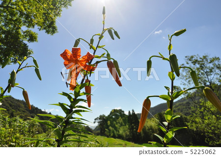 發光在初夏天空的Onirium 5225062