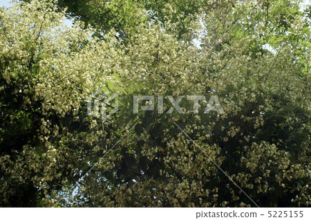 Enju's flower 5225155