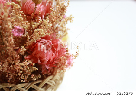 Dried flower  5225276
