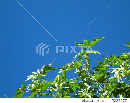 Mamona leaves 5225277