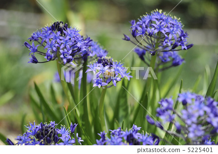 Syrah's flowers and bees 5225401