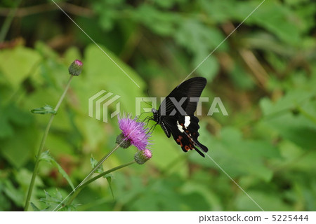 Monkeyeah and thistle 5225444