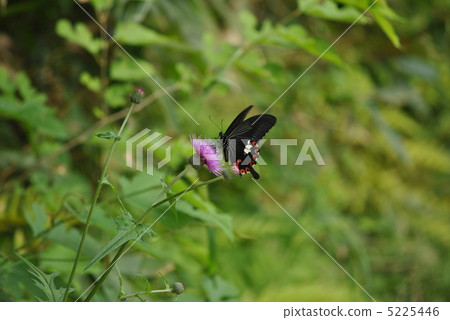 Monkeyeah和薊 5225446