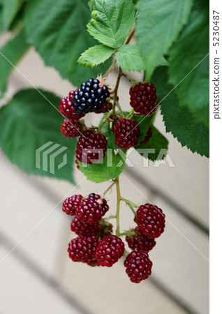 Blackberry Looks delicious. Blackberry Looks delicious. 5230487