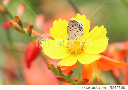 Yamato Shizimi和Kivanakosmos Yamato Shizimi和Kivanakosmos 5230500