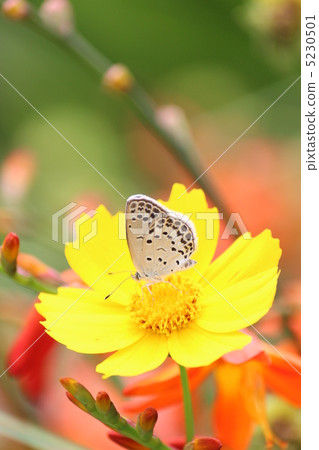 Yamato Shizimi和Kivanakosmos Yamato Shizimi和Kivanakosmos 5230501