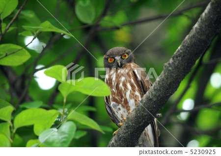 青葉 青葉 5230925