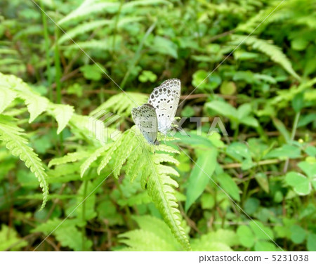Pleurotus osmanthus Pseudozizeeria maha 5231038