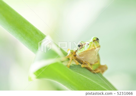 一隻青蛙 一隻青蛙 5231066