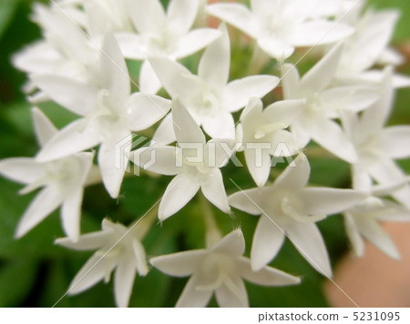Pentas白花語：希望埃及星團 5231095