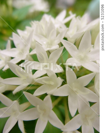 Pentas white flower language: wish Egyptian star cluster 5231096