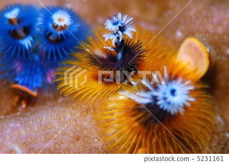 大旋鰓蟲 5231161